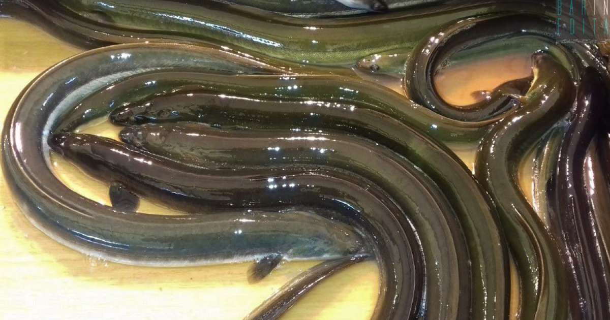 Bari, non � cenone di Natale senza capitone: ma perch� si mangia proprio questo pesce?